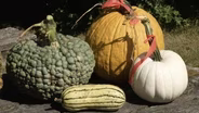 The Fall Harvest