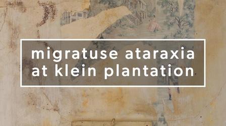 Video thumbnail: Monograph Migratuse Ataraxia at Klein