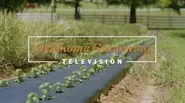 Basil Production on the Best of Oklahoma Gardening November 23, 2024