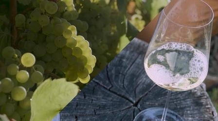 Video thumbnail: Superabundant Chardonnay | Superabundant