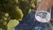 Chardonnay | Superabundant