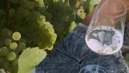 Chardonnay | Superabundant