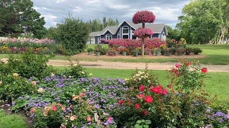 Video thumbnail: Prairie Yard & Garden Yes, You Can Grow Roses