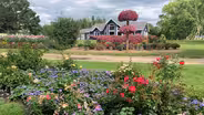 Yes, You Can Grow Roses