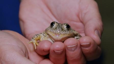 Video thumbnail: SCI NC Frogs, Butterflies, Sharks, oh my!
