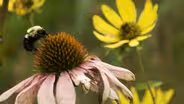 Pollinators
