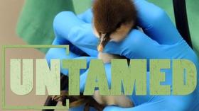 Video thumbnail: Untamed Untamed: Water Birds