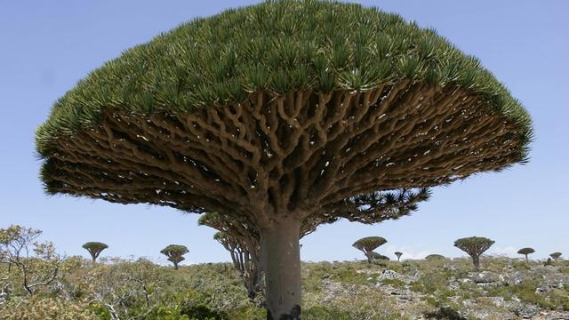 Climate change threatens ancient Socotra dragon's blood tree