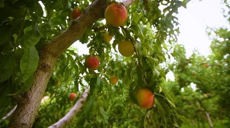 Video thumbnail: Arts District Palisade Peaches