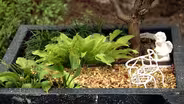 Miniature Worlds