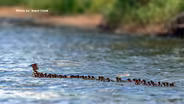 Sharon Stiteler Marvels At Migrating Birds