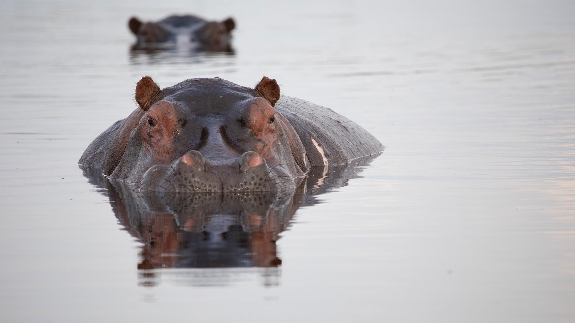 Hippos: Africa's River Giants - Preview | Nature | WLIW