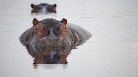 Hippos: Africa's River Giants - Preview