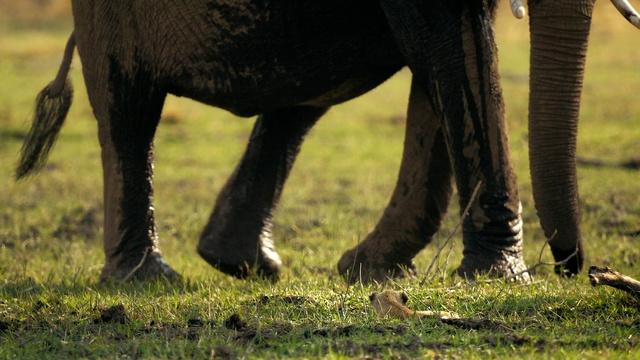 Big Cats 24/7 | Angry Elephants vs. Lion Cubs
