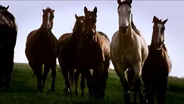 TRAILER | NAAT  003608 | Nature #3608 'Equus: Story of the Horse: Origins'