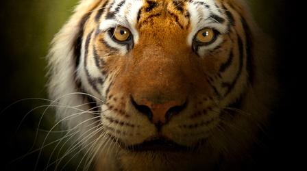 Video thumbnail: Nature The Truth About Tiger Populations
