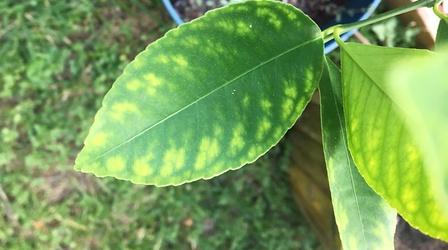 Video thumbnail: Central Texas Gardener Prep for Fall Veggies + Indoor Plant Design