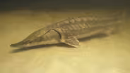 A Whopper of a Fish Tale: Huge Sturgeon Could Become Norm