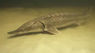 A Whopper of a Fish Tale: Huge Sturgeon Could Become Norm