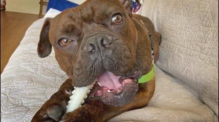 Video thumbnail: Looking for the Helpers Pet Adoptions Go Virtual