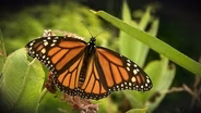 Everything to Know About Monarch Butterflies