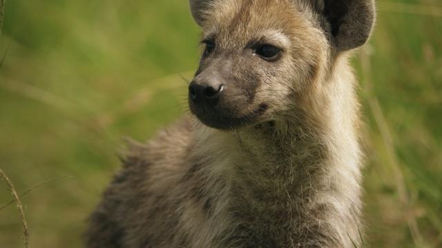 Hyena Sisters Learn How to Identify and Escape Threats