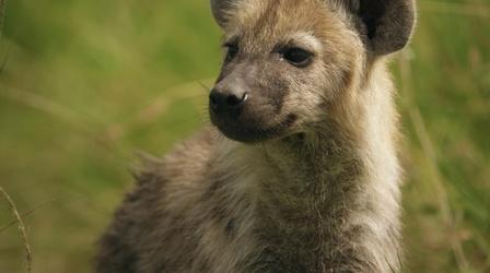 Video thumbnail: Animal Babies: First Year on Earth Hyena Sisters Learn How to Identify and Escape Threats