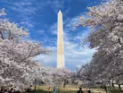 The history and symbolism of Washington’s cherry blossoms