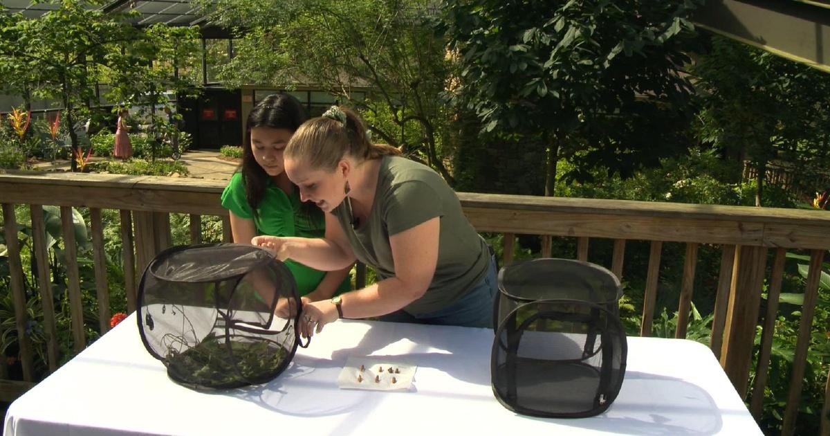 Alabama stem explorers | butterfly life cycle | season 2 | episode 3