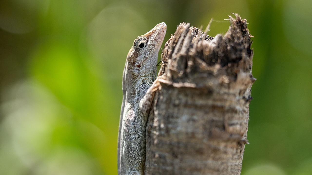 Evolution Earth | How Silver Key Anoles are Adapting to Tropical Hurricanes