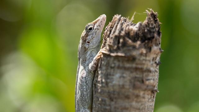 How Silver Key Anoles are Adapting to Tropical Hurricanes