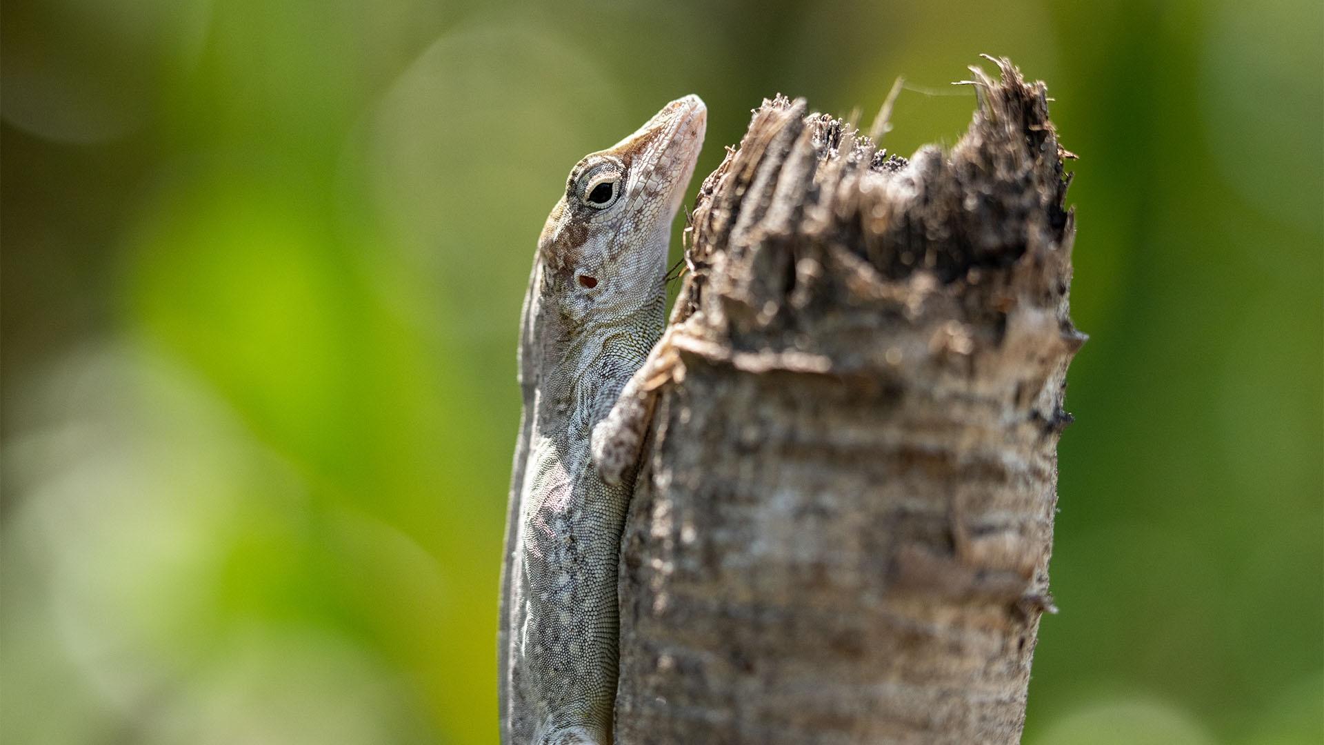 Lizard Key How Silver Key Anoles are Adapting to Tropical Hurricanes | Evolution ...