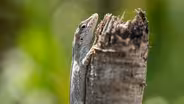 How Silver Key Anoles are Adapting to Tropical Hurricanes