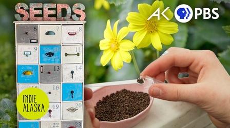 Video thumbnail: Indie Alaska What is a seed library? Are they saving Alaska’s gardens?