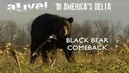 Black Bear Comeback