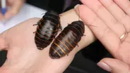 What's cool about cockroaches?