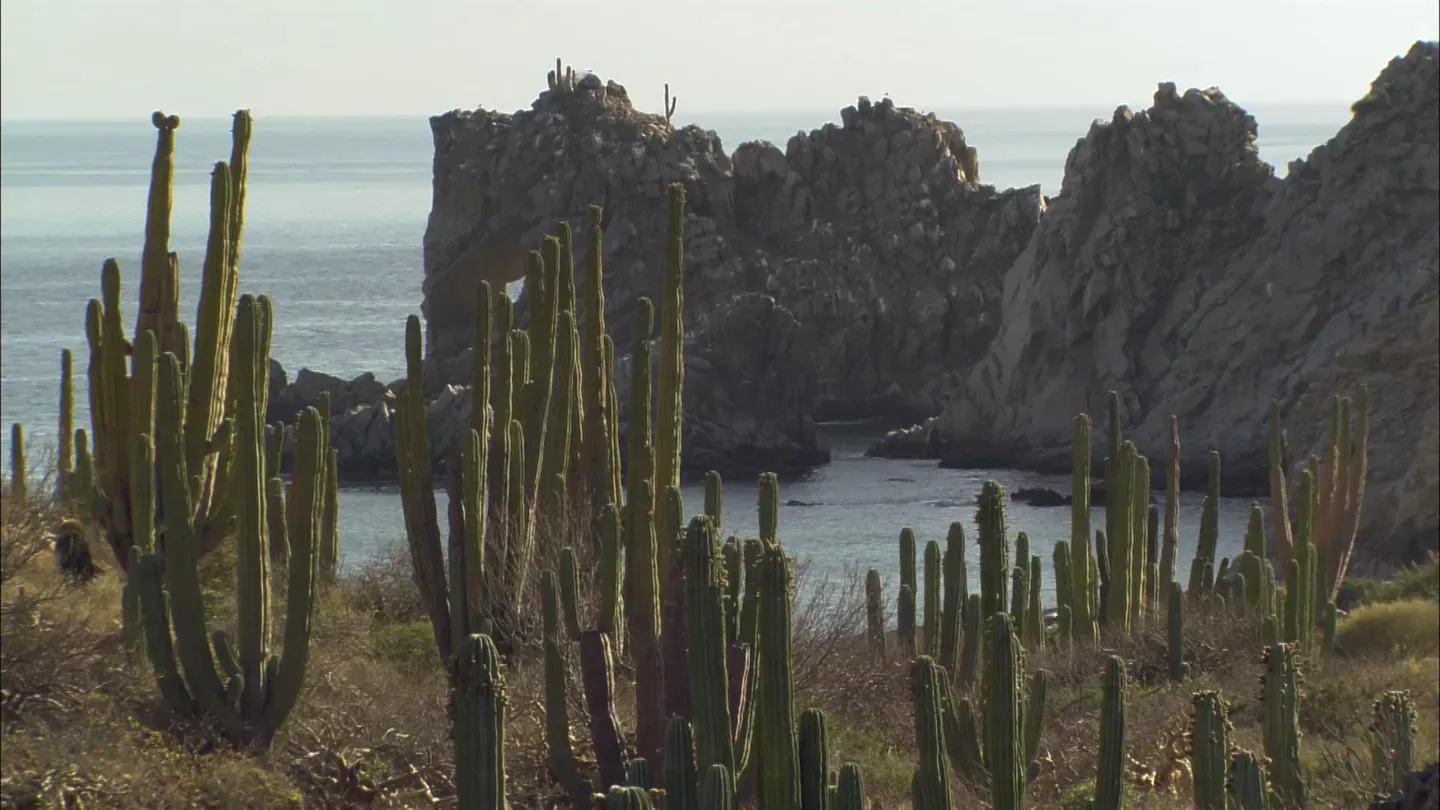 Marine Sanctuary: Preserving Desert Life