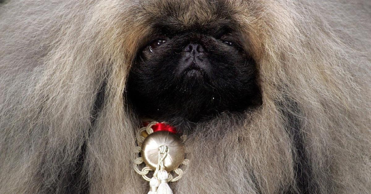 Nature | Dogs That Changed the World (Part 2) - Preview | Season 25 | Episode 12
