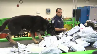 Hardworking Canines at O’Hare Sniff Out Drugs, Contraband