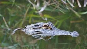 Video thumbnail: SciTech Now North Carolina Alligators as Neighbors, the Sound of Science & Baby Brains