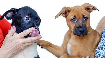 Video thumbnail: Animal Talk Heart of Rhode Island
