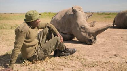 Video thumbnail: Extinction: The Facts The Last Two White Rhinos