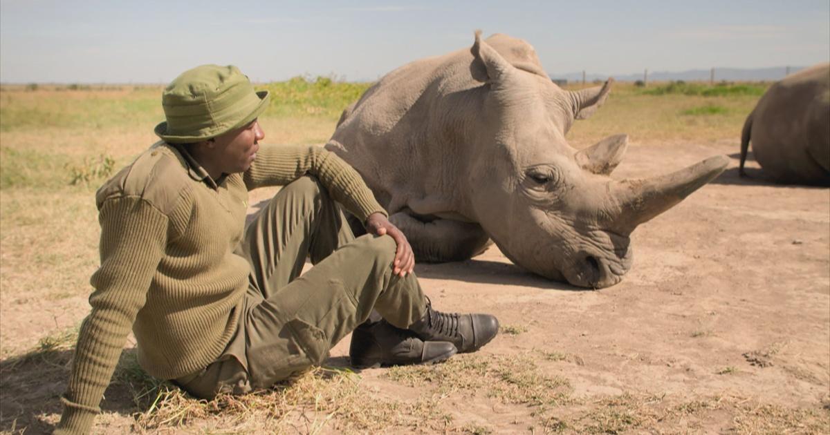 Extinction: The Facts | The Last Two White Rhinos | Episode 1 | PBS