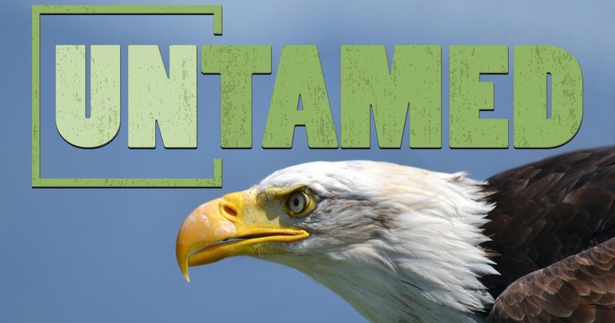 Untamed | The Dramatic Comeback of Our National Bird, the Bald Eagle | Season 1 | Episode 2