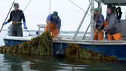 The Vegetables of the Sea