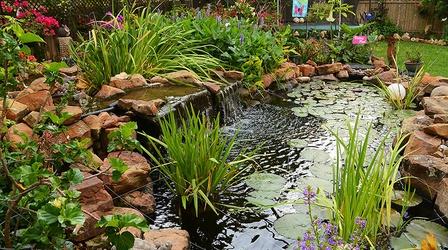 Video thumbnail: Central Texas Gardener Flashy Plants for Splashy Summer