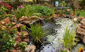 Flashy Plants for Splashy Summer