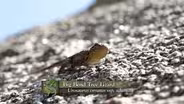 Big Bend Tree Lizard