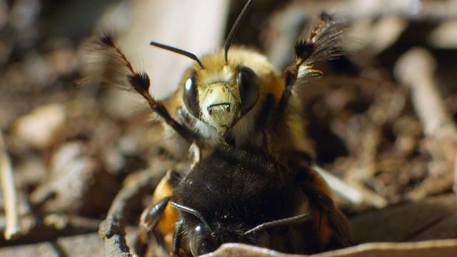 Nature | Bee Mating Ritual Caught on Camera
