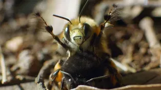 Bee Mating Ritual Caught on Camera